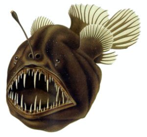 Anglerfish. One of the most scary fishes at the sea